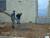 bertrand au rateau pour disperser le beton